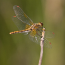 Sympetrum flaveolum